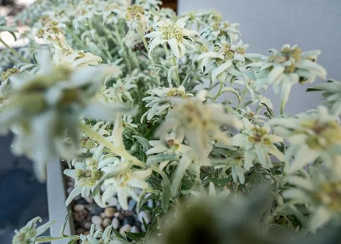 Little Oetztal Lägenhet