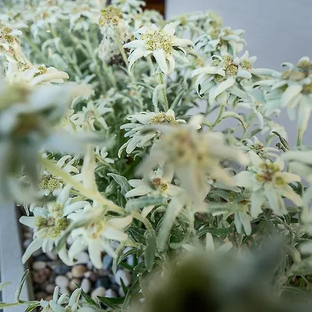 Little Oetztal Daire